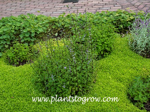 River Mint (Mentha australis)
The Mint plants in this garden are growing in large pots that are sunk in the ground.